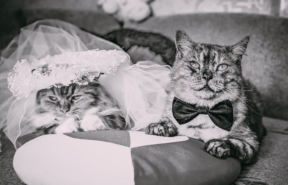 Кошки выходят замуж. Свадебные коты. Кошка невеста. Кот и кошка в свадебном наряде. Кот жених.